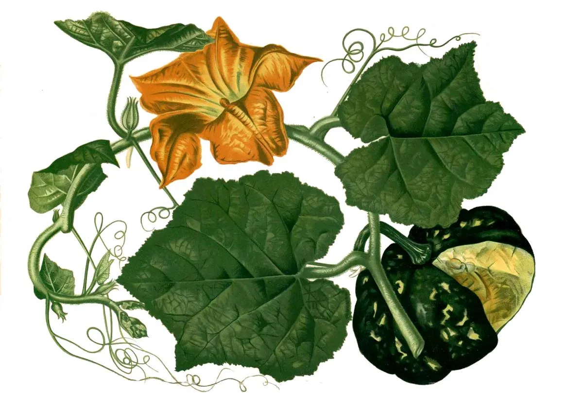 Semillas de zapallo plomo