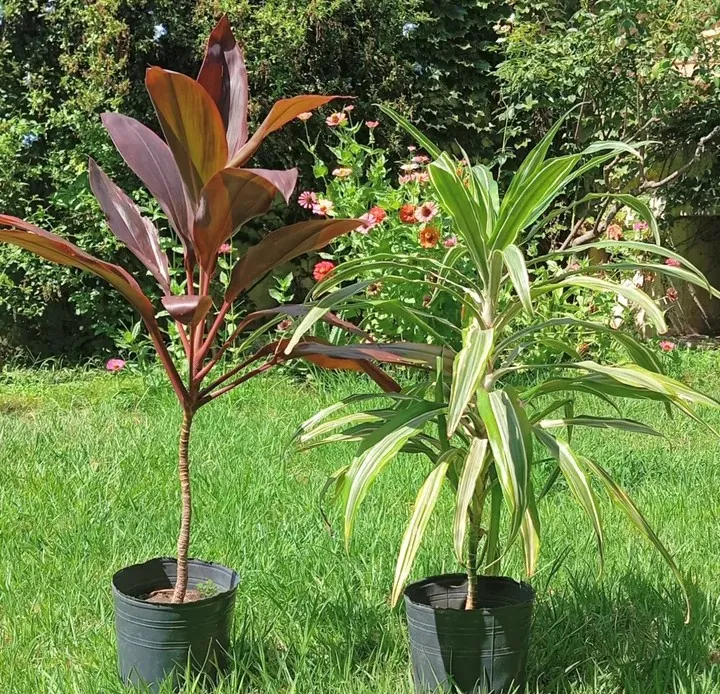 Dracena roja o warnekii 3L 40cm