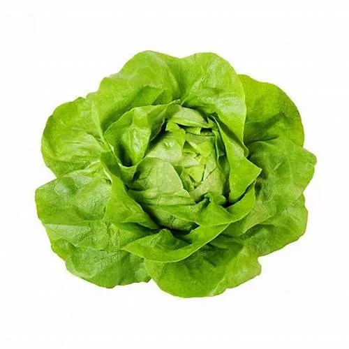 Lechuga crespa x 2 plantas