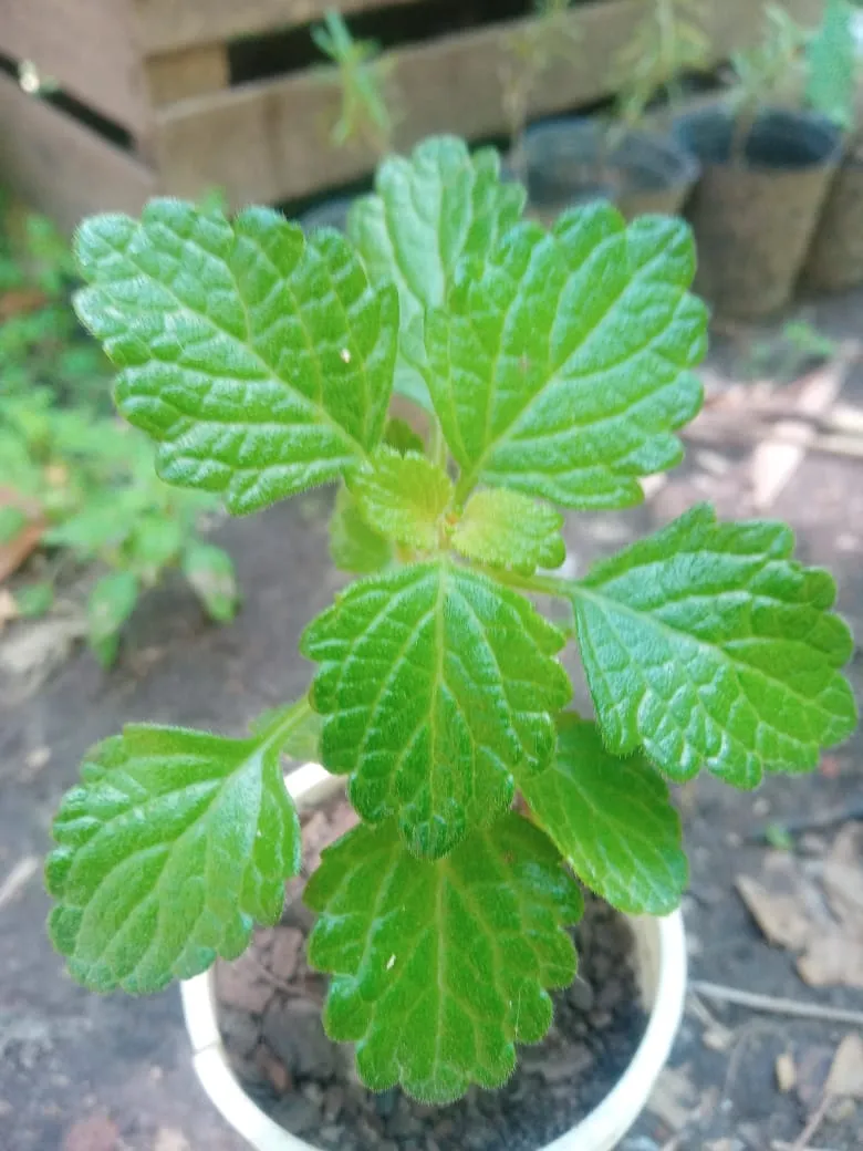 Plantín de incienso liso (mediano)