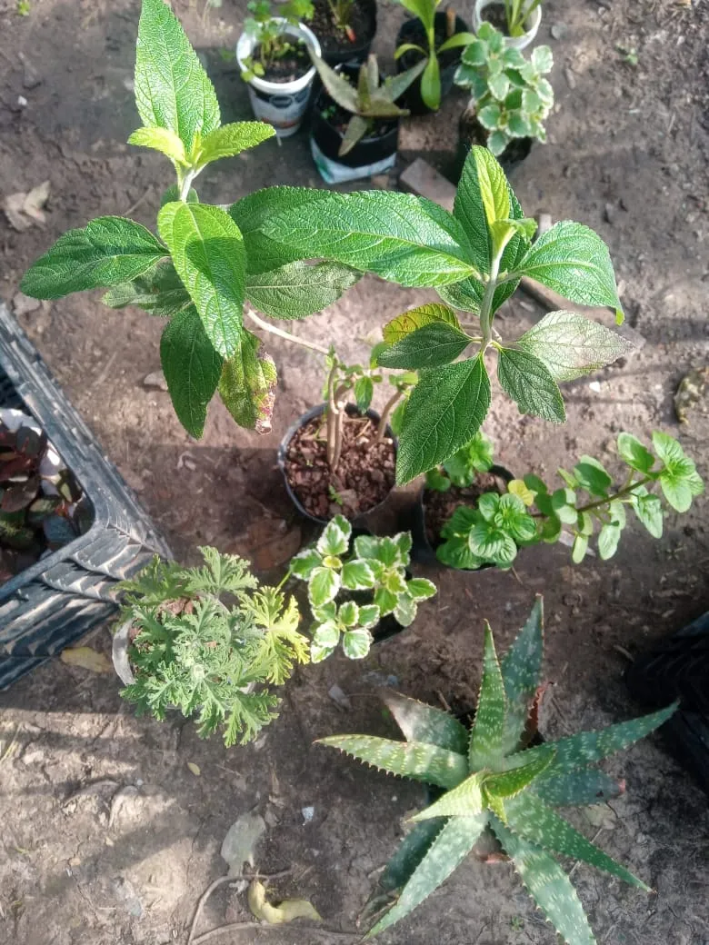 Plantín de salvia morada (grande)