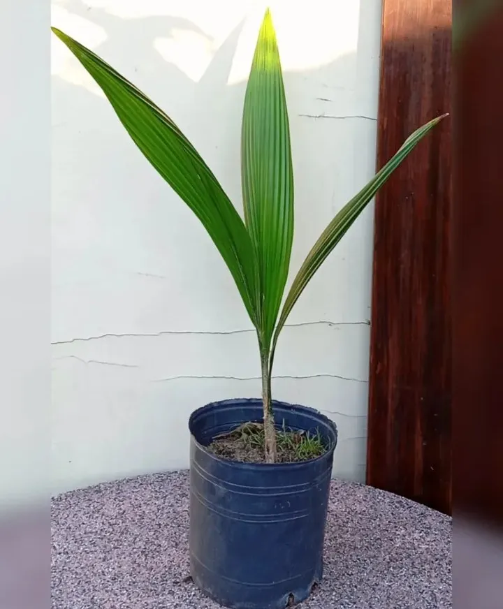 Palmera Pindó 3L 30cm