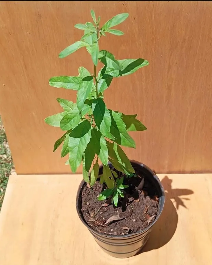 Burro 3L 50cm