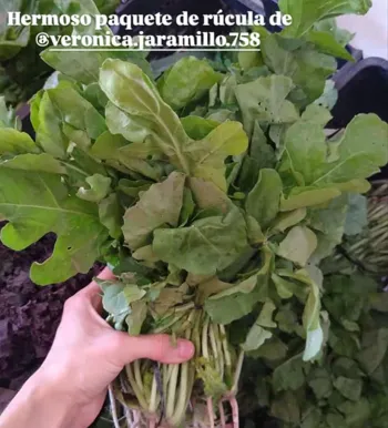Rúcula x atado