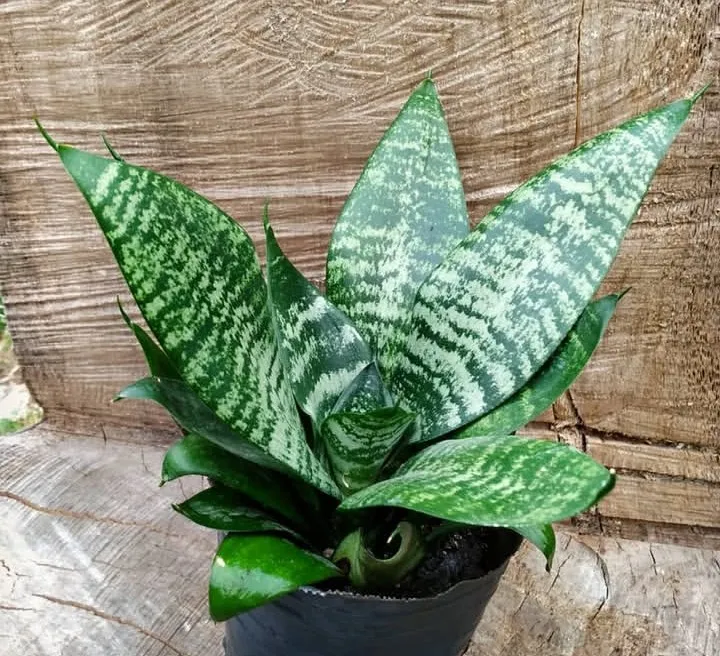 Sanseviera Nana