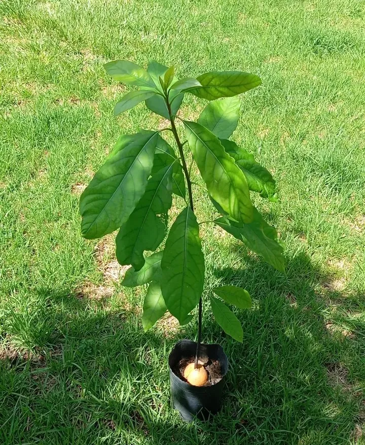 Palto 3L 70cm