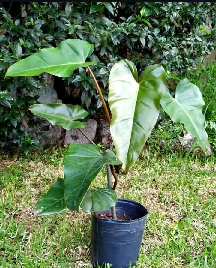 Philodendron Erubescens 3L 20cm
