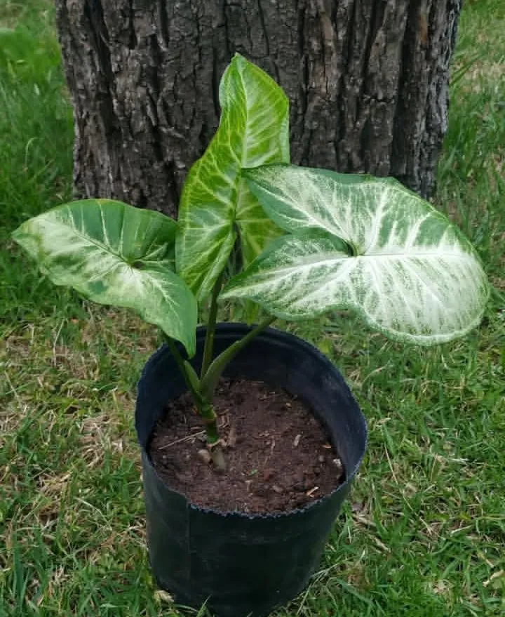 Singonio 3L 30cm