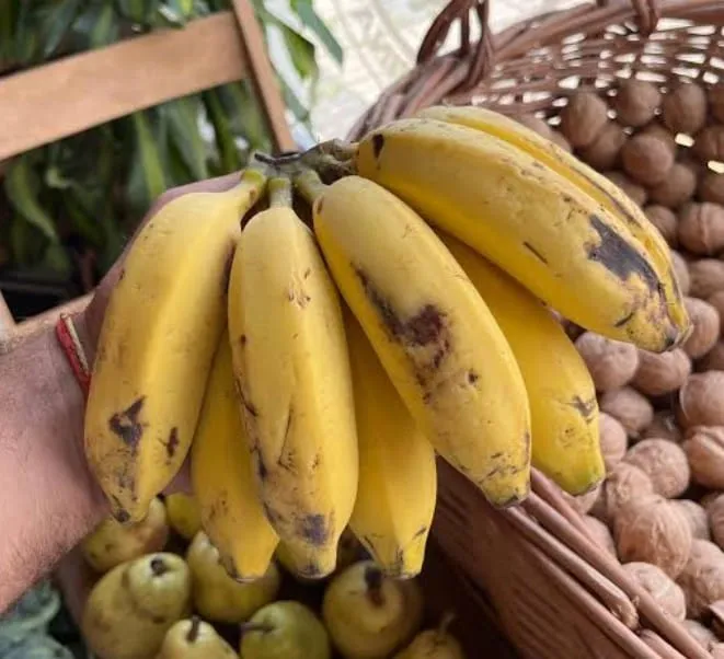 BANANA CAVENDISH × 2 KILOS