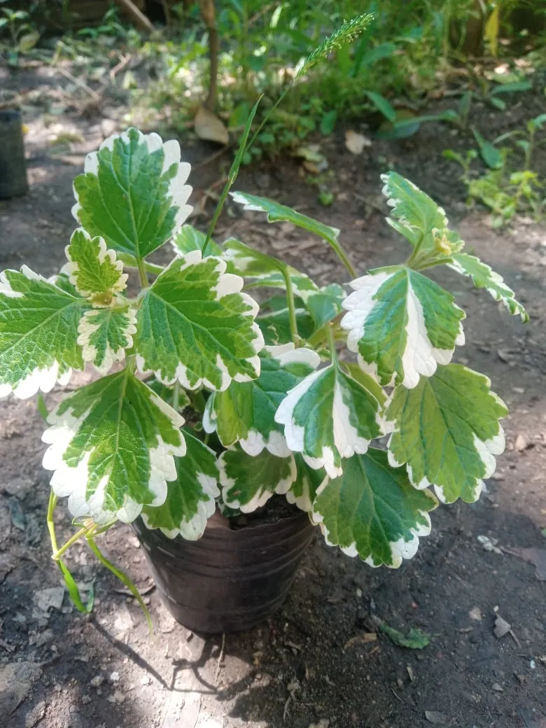 Plantín de incienso variegado (grande)