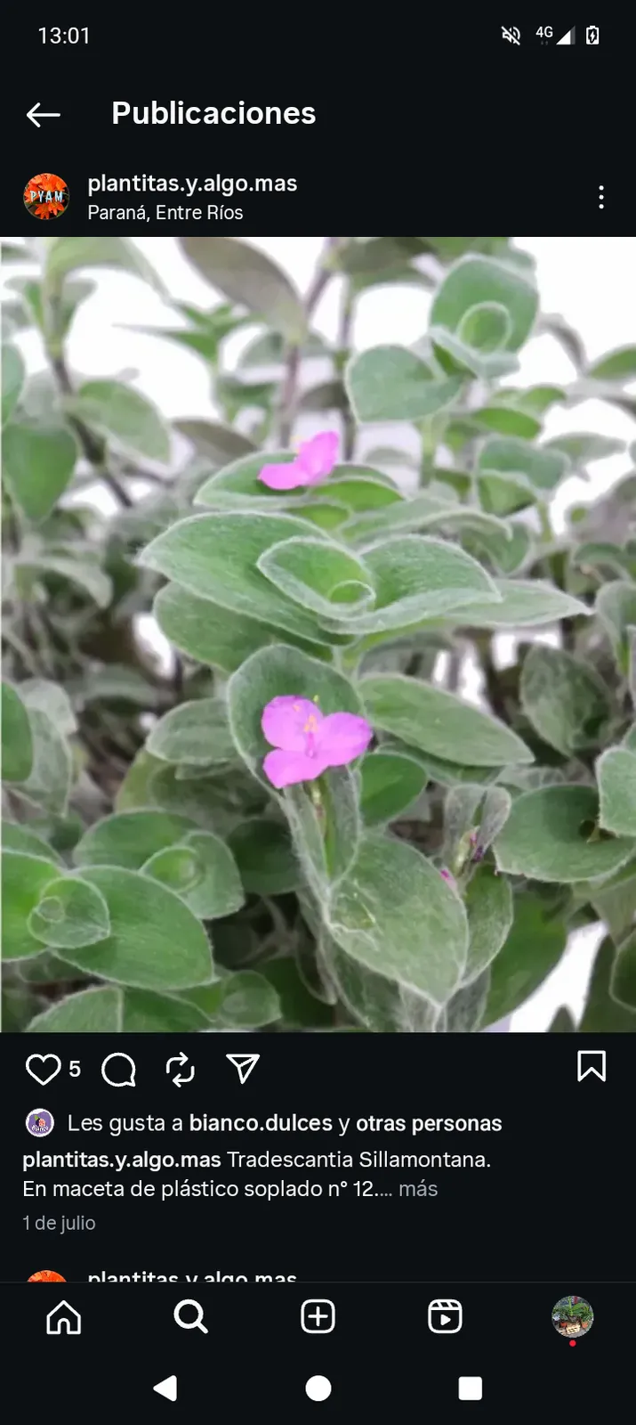 Tradescantia Sillamontana n°12 10cm