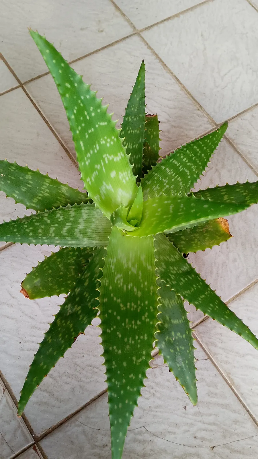 Plantín de alóe vera (mediano)