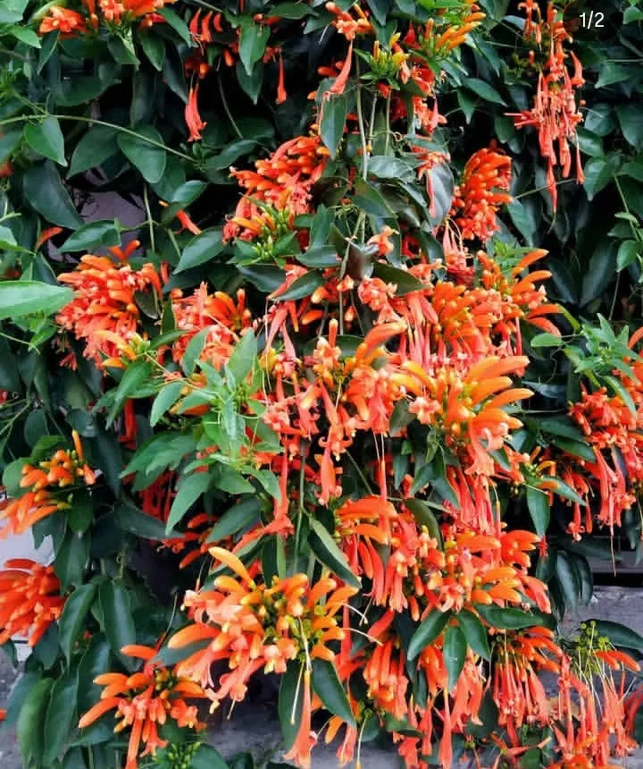 Pyrostegia Venusta n°12 30cm