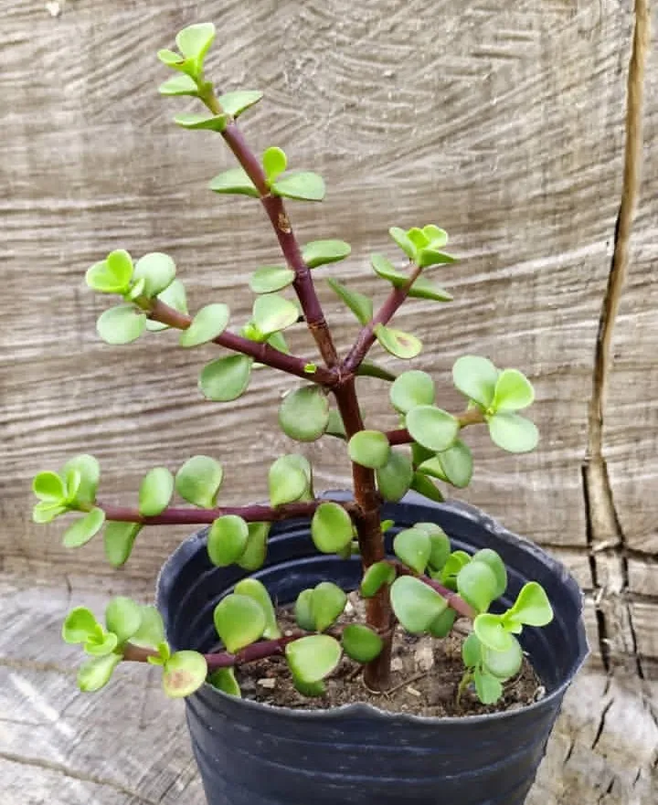 Portulacaria Afra (planta de la moneda) n°12 15cm