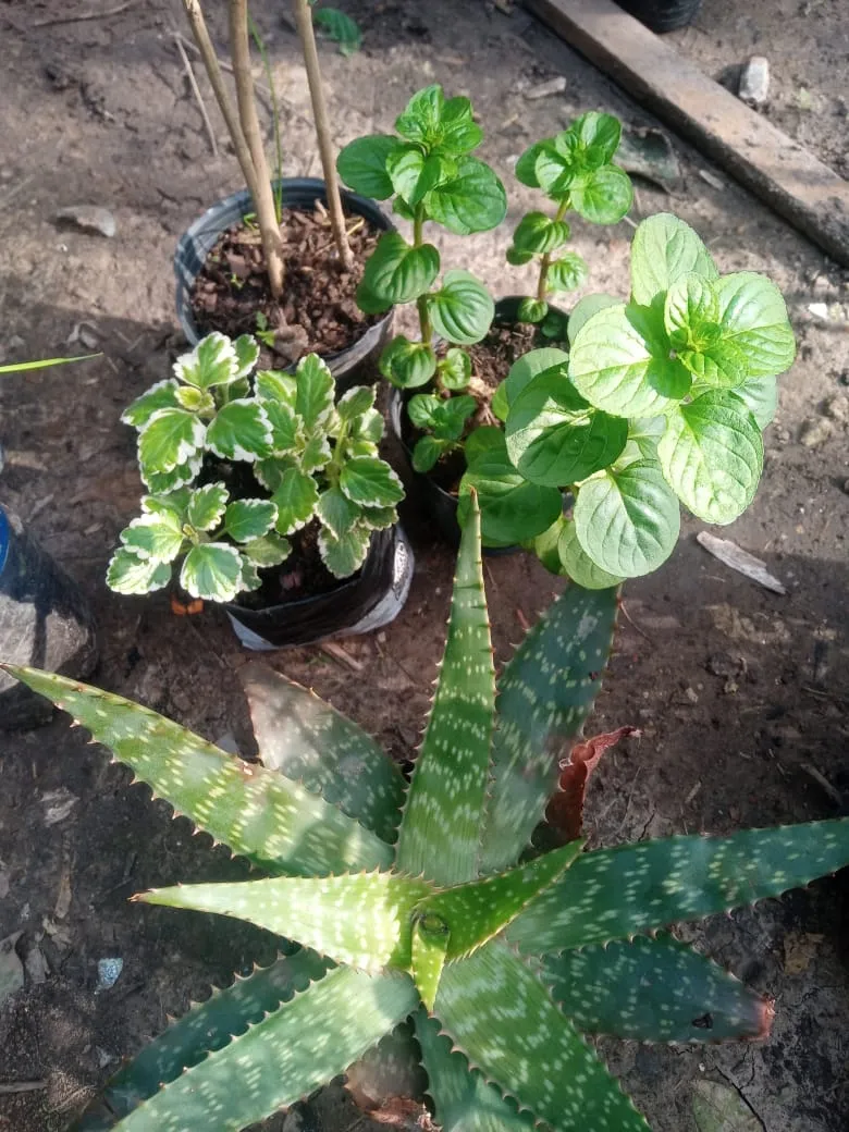 Plantín de alóe vera (chico)