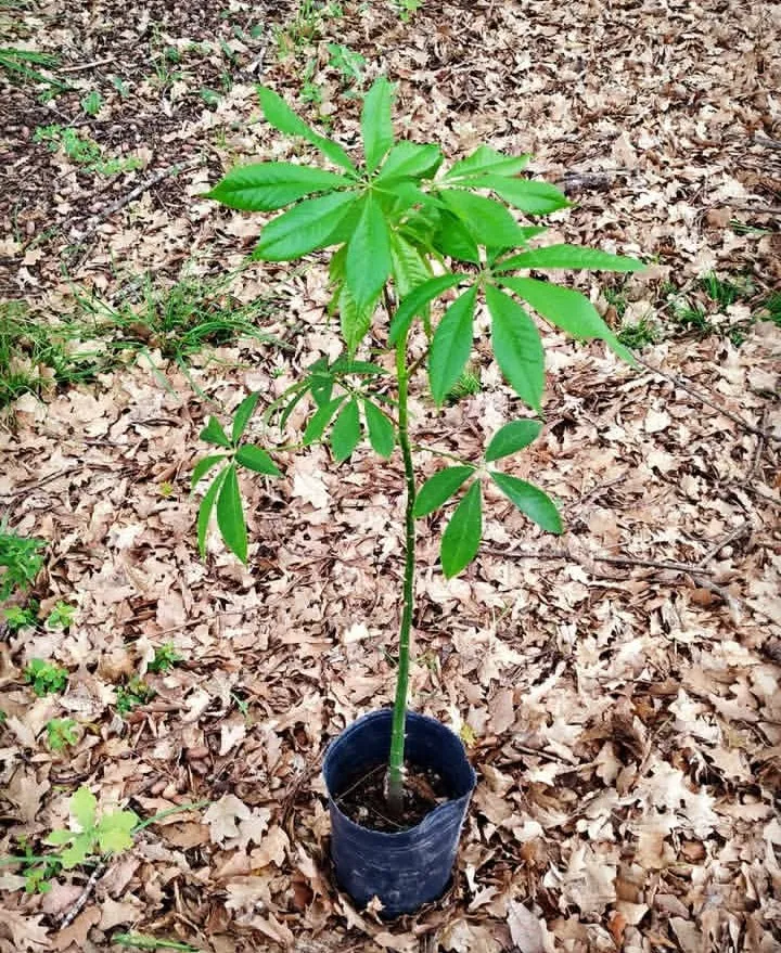 Palo Borracho 3L 50cm