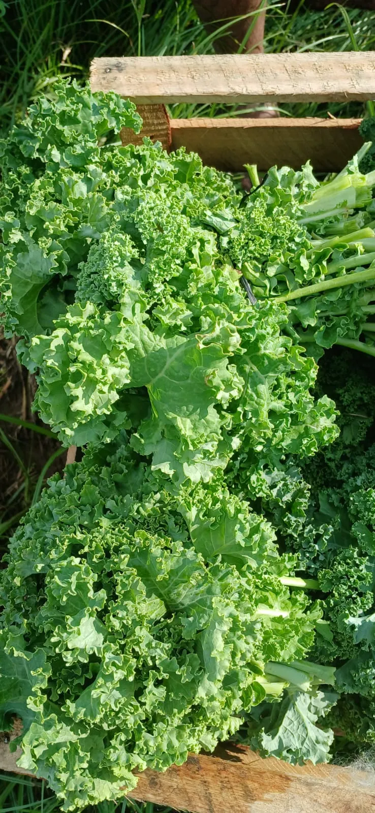 Kale verde x atado