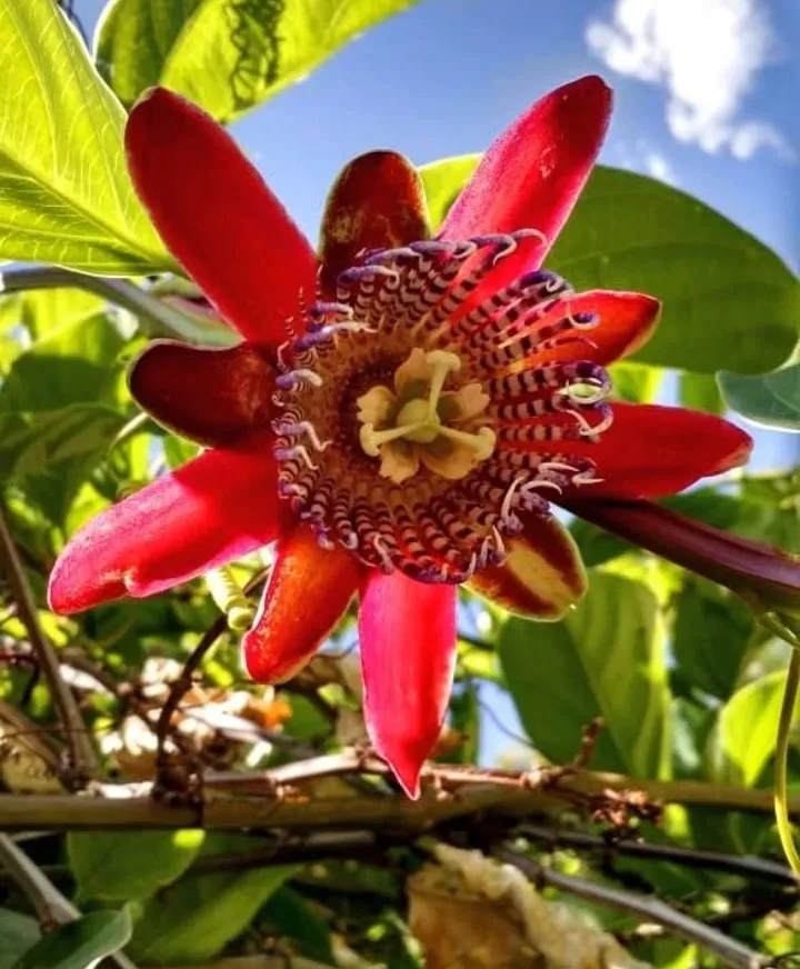 Pasionaria roja 3L 80cm