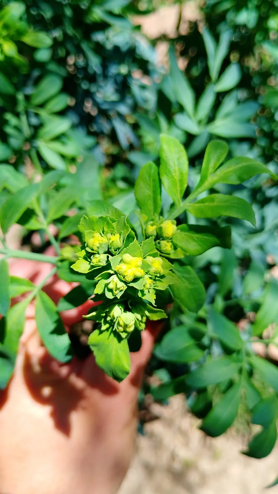 Plantín de Ruda (chico)
