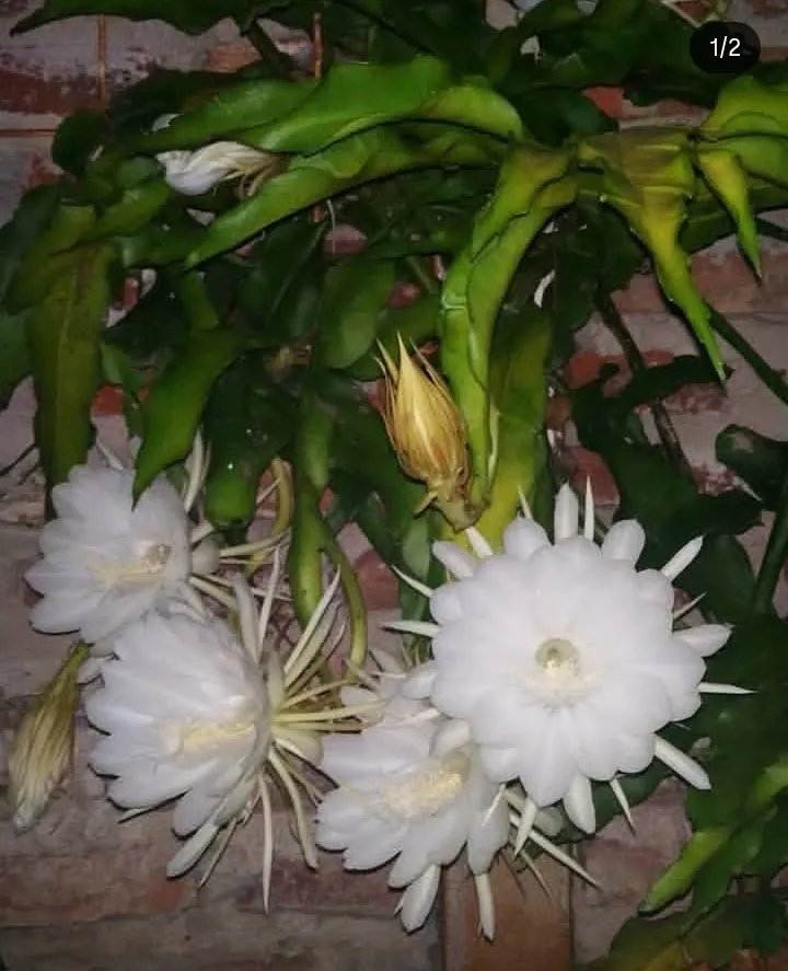 Reina de la noche (Epiphyllum Oxipetalum) n°12 30cm