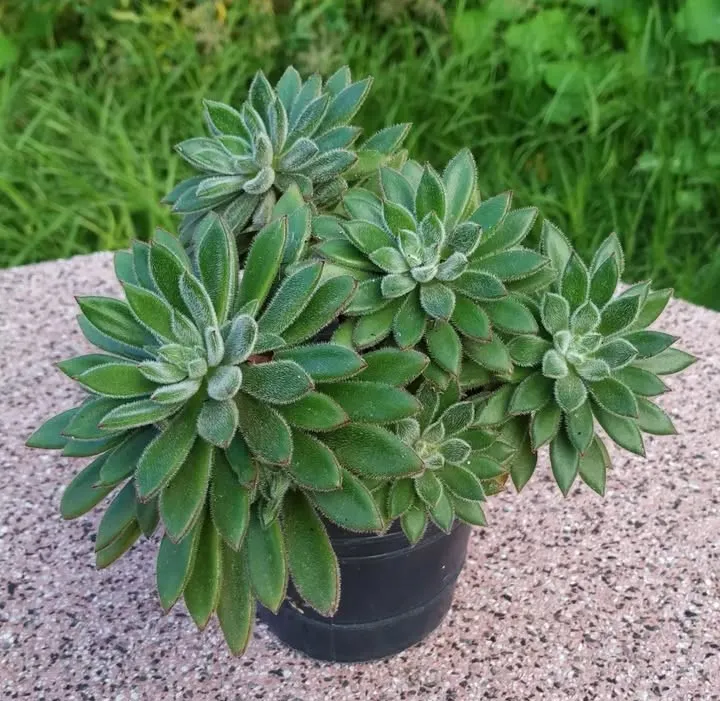 Echeveria setosa n°12