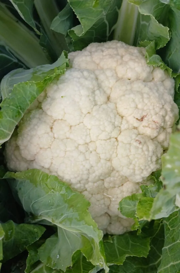 Coliflor x unidad