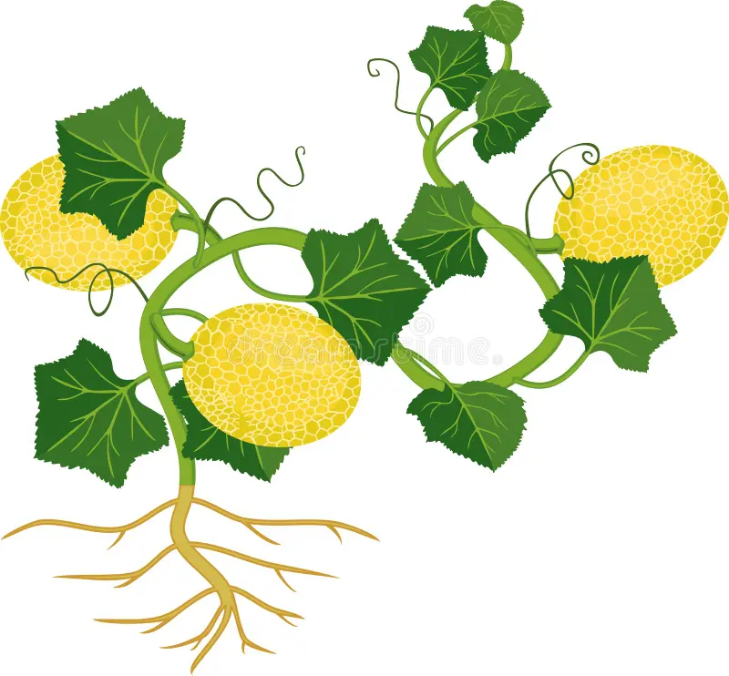 Semillas de melón