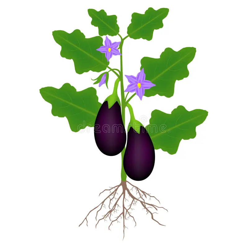 Semillas de berenjena