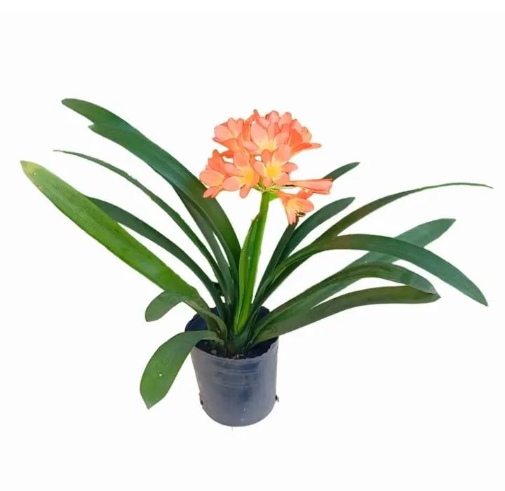 Clivia 3L 30cm