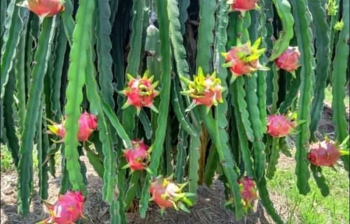 Pitahaya n°12 20cm