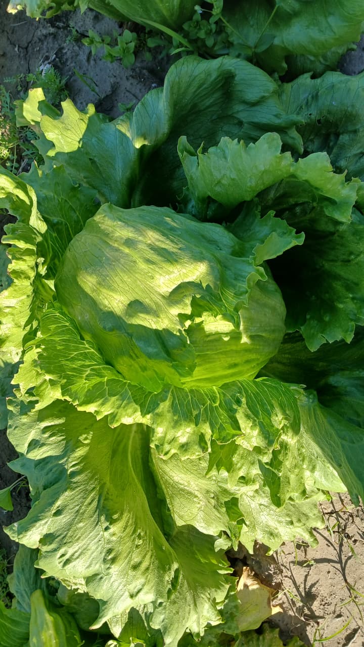 Lechuga mantecosa x 2 plantas
