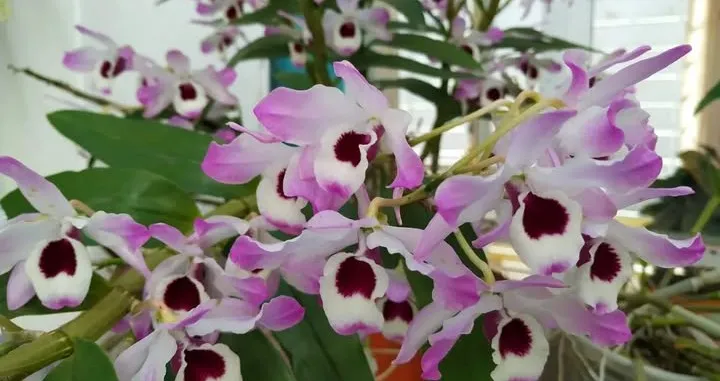 Orquídea Dendrobium Nobile n°12 20cm
