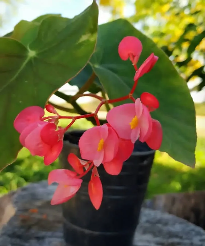 Begonia Coccinea n° 12 25cm