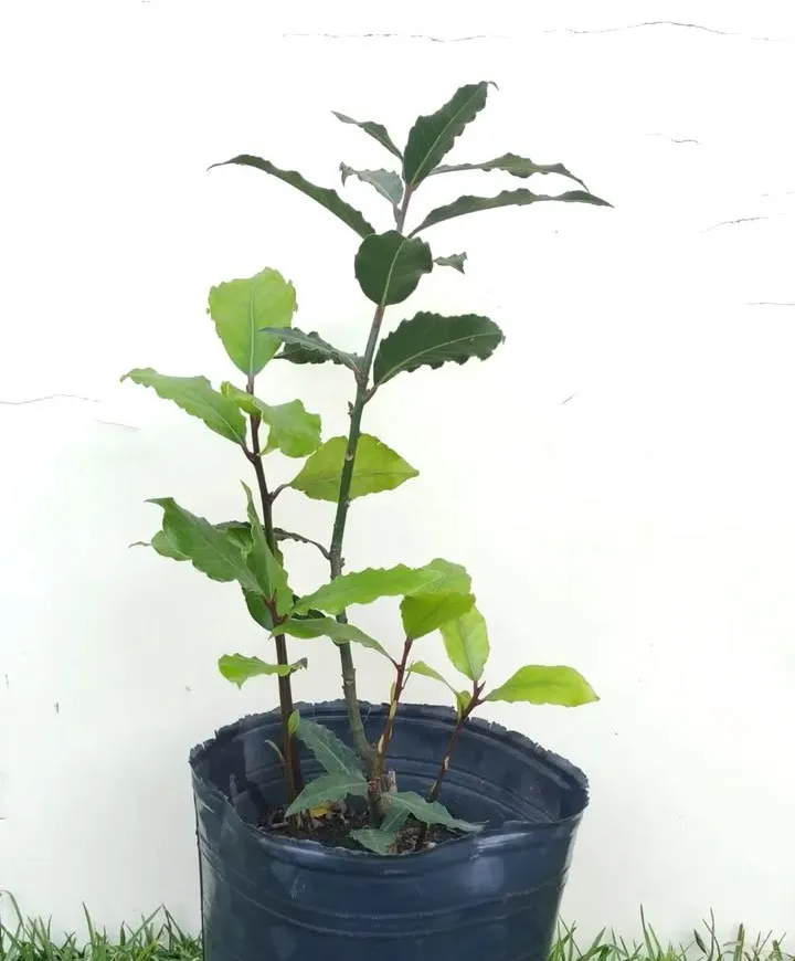 Laurel 3L 30cm