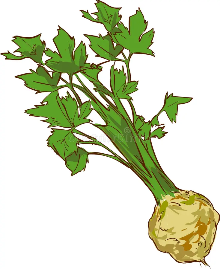 Semillas de apio