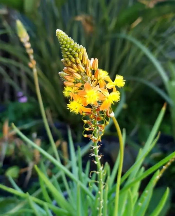 Bulbine frutescens n°12